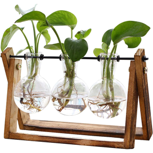 Plant Terrarium with Wooden Stand